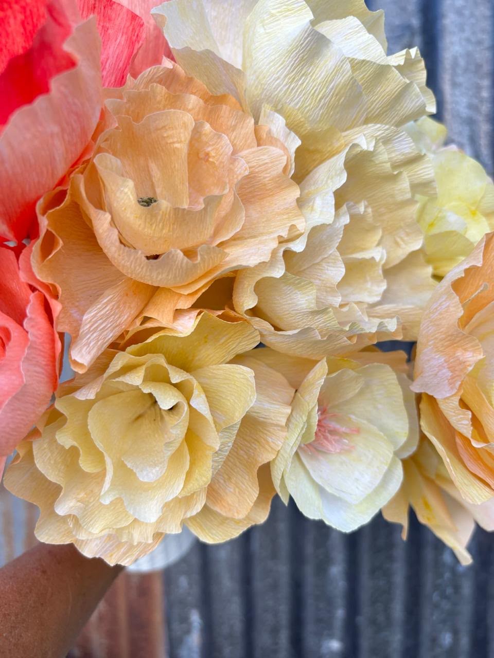 Begonias 5