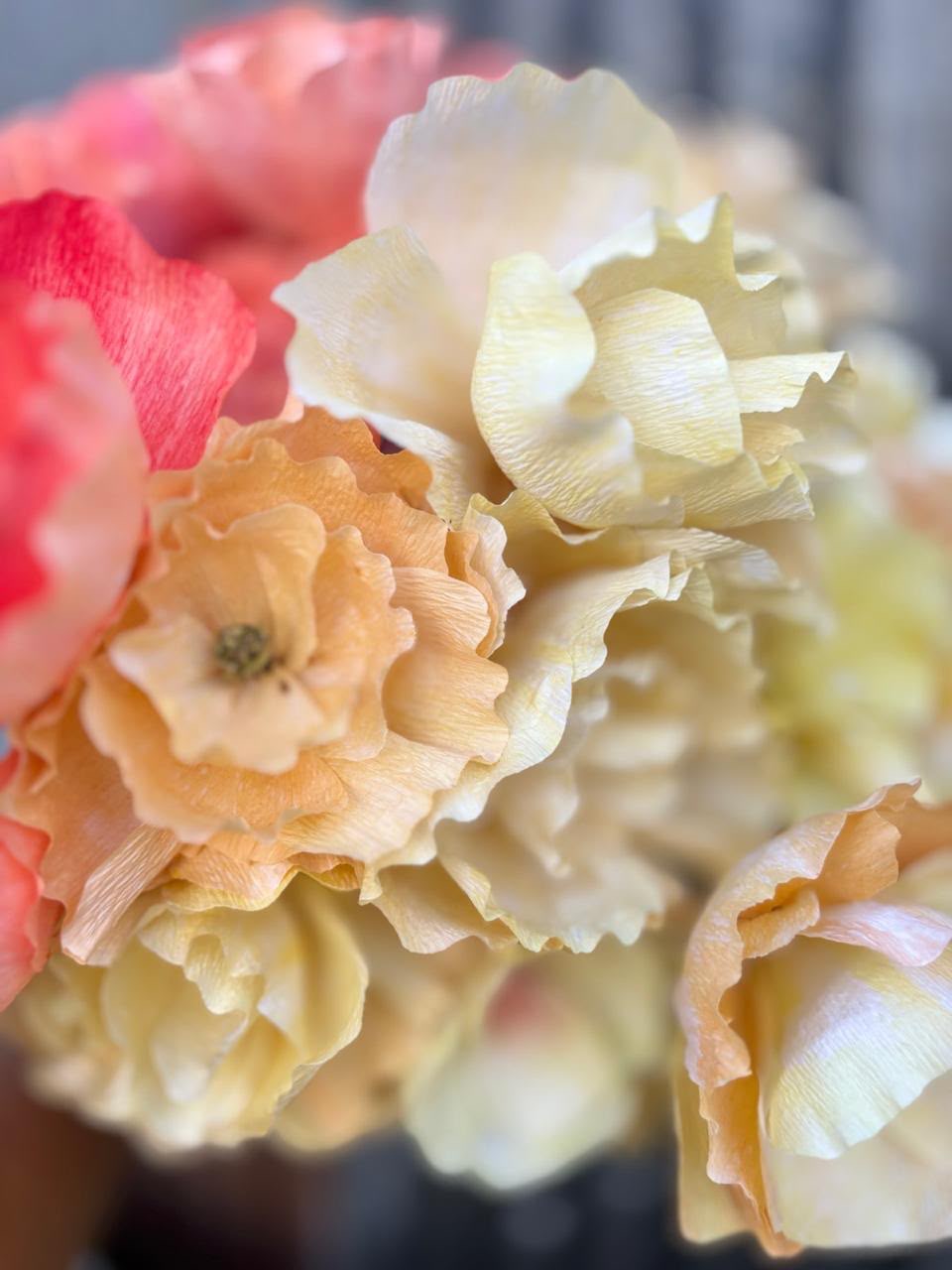 Begonias 3