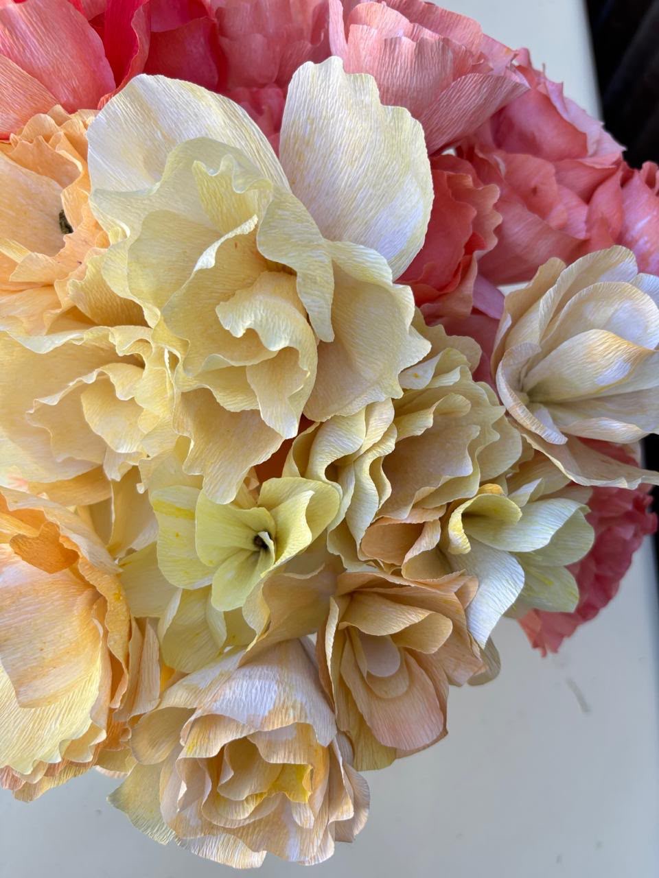 Begonias 4