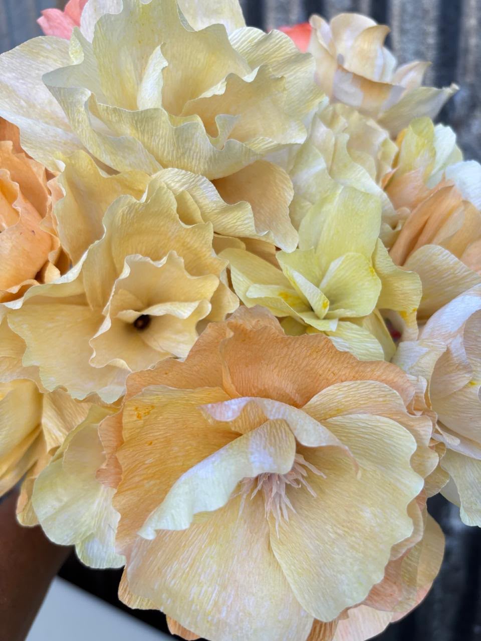 Begonias